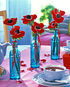 Anemone coronaria (crown anemone, red) in blue vases on a pink tablecloth
