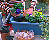 Planting a blue metal box with viola and spring onions (6/8)