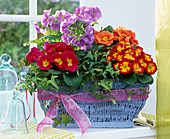 Plant blue basket with primroses