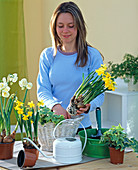 Planting a white basket with daffodils and ivy (1/3)