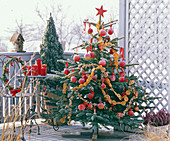 Picea (Fichte) als Weihnachtsbaum, dekoriert mit Malus (Äpfeln)