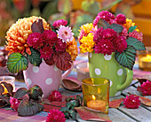 Dendranthema (Herbstchrysanthemen, orange und pink), Laub von Rubus (Brombeere)