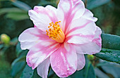 Camellia sasanqua 'Shibori Egao'