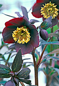 Helleborus Gold Collection 'Merlin' (dark red lentil rose)