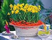 Narcissus 'Tete a Tete' (Daffodils) in white metal basket