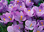 Crocus 'Remembrance' (Crocuses)