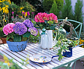 Hydrangea (Hydrangea), blue and pink, Hedera (Ivy)