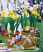 Narcissus 'Bridal Crown' & 'Tete-a-Tete' (Daffodils)