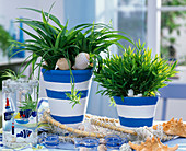 Decorating planters in blue and white (3/3)
