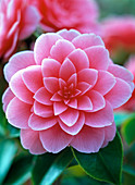 Camellia 'Mrs. Tingley '(camellia)