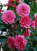 Camellia 'Mrs. Tingley' (Kamelie)