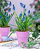 Muscari 'Blue Magic' (Grape hyacinths)
