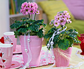 Pink Primula malacoides (Lilac primroses) in pink planters