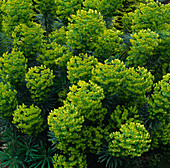 Euphorbia characias wulfenii Longacre, Kent