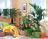 Rhapis (Steckenpalme), Chrysalidocarpus (Gold fruit palm), Howea