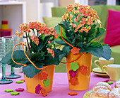 Kalanchoe (Flammendes Käthchen) in orangefarbenen Übertöpfen