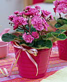 Double, pink Saintpaulia ionantha (Usambara violets) in a pink planter