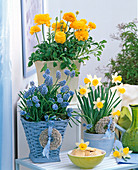 Narcissus (Narzissen), Ranunculus (Ranunkeln), Muscari (Traubenhyazinthen)