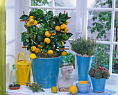 Mediterrane Fensterbank mit Citrus mitis (Calamondinorange), Thymus