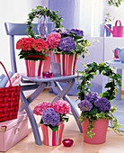 Hydrangea (Hortensien) in rosa und blau, Hedera (Efeu) als Unterpflanzung