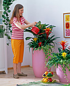 Woman watering tall pink pots of Guzmania (Guzmania), Dieffenbachia