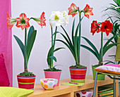 Hippeastrum (Amaryllis) in colourful planters placed on shelf