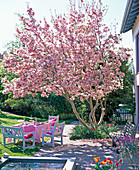 White wooden seating group under Magnolia (magnolia)