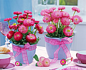 Rose and pink Bellis perennis in blue planters