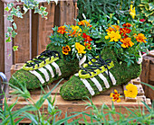 Fußballsschuhe aus Draht und Moos bepflanzt mit Tagetes patula