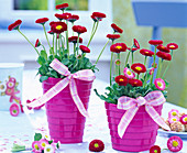 Red Bellis perennis (Centaury) in pink planters, chequered ribbons