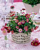Bellis perennis (daisy) in white basket, flowers and leaves