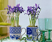 Iris reticulata 'Pixie' (Small Reticulated Iris) in coffee mugs, tendril of Jasminum