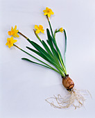 Narcissus 'Tete à Tete' (Narcissus) with bulb as a free-standing arrangement