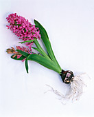 Pink Hyacinthus (Hyacinth) with bulb as free-standing plant