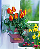 Tulipa, Hedera in pot attached to wall bracket
