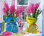 Pink Hyacinthus in marigold bags packed on the table
