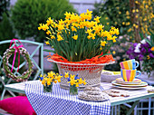Narcissus 'Tete a Tete' (Daffodils) in metal basket