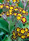 Primula polyantha 'Gold Laced' (Primel)