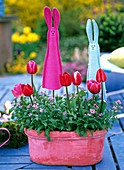 Tulipa (Tulpen), Myosotis (rosa Vergissmeinnicht)