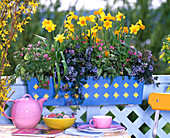 Narcissus 'Jetfire' (daffodils), Corydalis 'Purple Leafed'