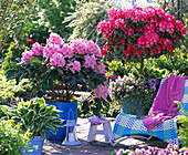 Rhododendron 'Scintillation' and yakushimanum 'Dawn red'