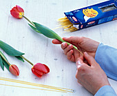 Stengel von Tulipa (Tulpe) mit Spaghetti verstärken