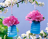 Blüten von rosa Rhododendron in blauen Vasen an Zweig von Malus