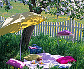 Picknickplatz unterm blühenden Malus (Apfelbaum)