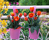 Tulipa 'Princess Irene' (Tulpen) in rosa Metallübertöpfen