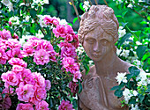 Rosa 'Medley Pink' (bedding rose) with terracotta figurine
