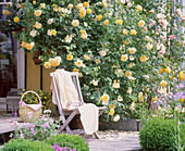 Rose 'Graham Thomas' (English fragrance rose)