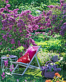 Klappliegestuhl vor blühendem Syringa vulgaris (Fliederbusch)