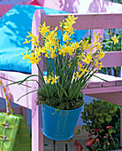 Narcissus 'Hawera' (Triandrus daffodils) in a blue hanging pot