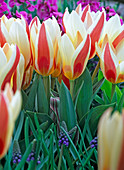 Tulipa 'The First' (Tulpen) im Beet
